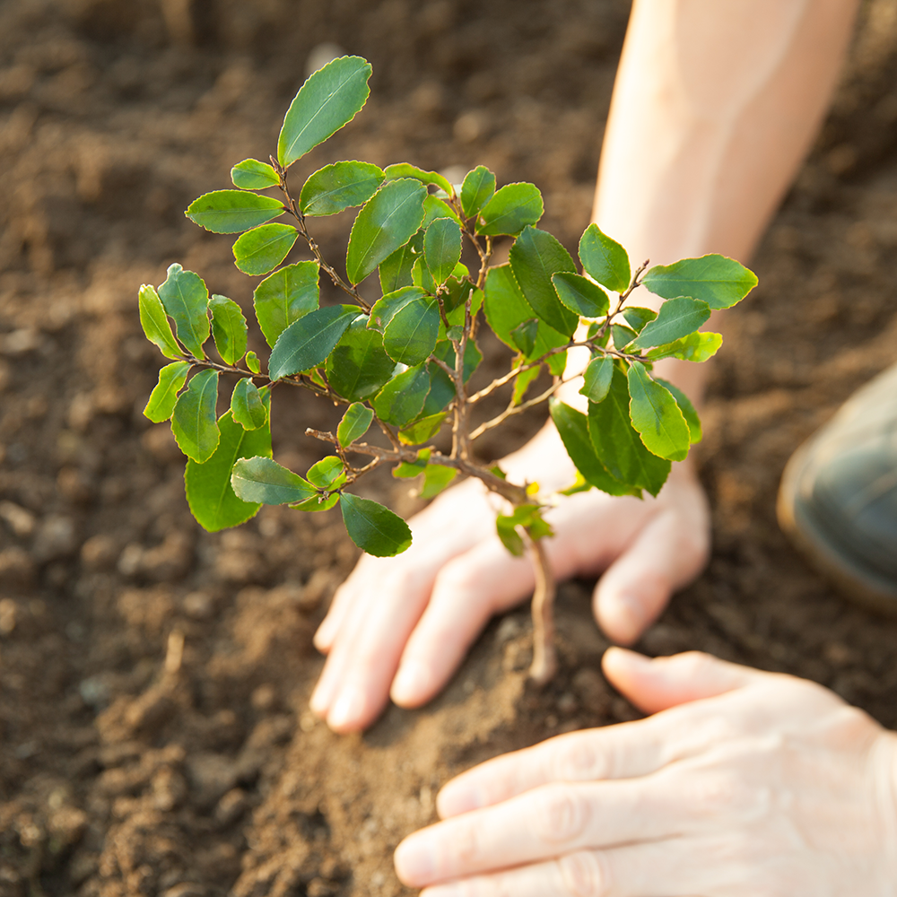 06132023-tree-planting-istock-twitter.png